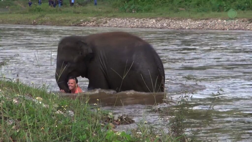 Man Saves Drowning Baby Elephant, Then The Herd Does The Unexpected