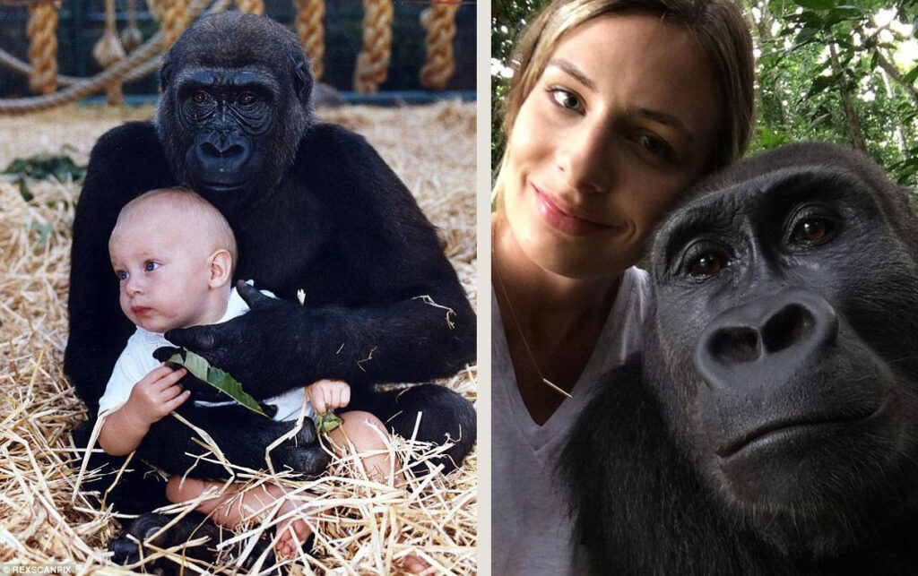 Girl Meets Gorillas She Was Raised Up With After 12 Years And Their Reactions Are Heartbreaking