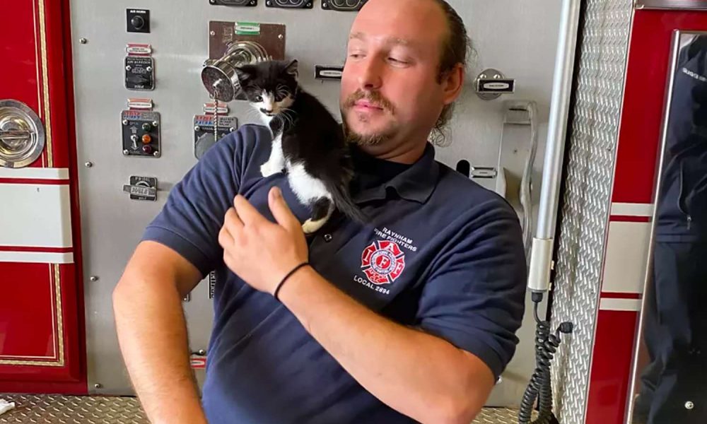 Heartwarming Reunion: Firefighters Save Kitten from Storm Drain