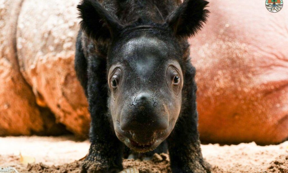 Sumatran Rhino Delilah Welcomes Calf – The 2nd Sumatran Rhino of 2023
