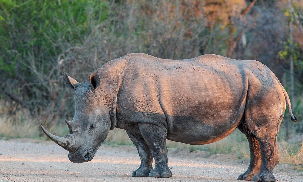 Africa’s White Rhino Population Rebounds