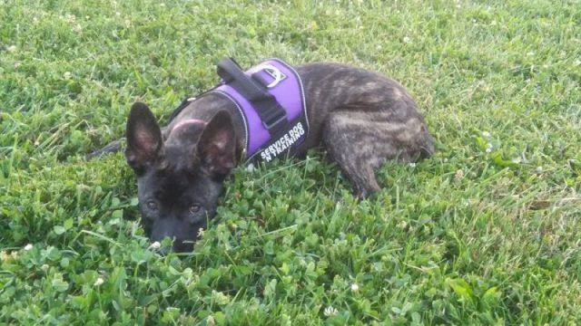 Laura Joos Upset When Stranger’s Kid Smacks Her Dog In Walmart